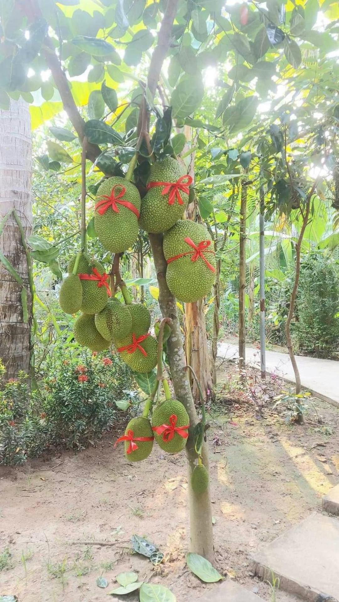 Homestay Nam Hàm Luông Ben Tre Esterno foto