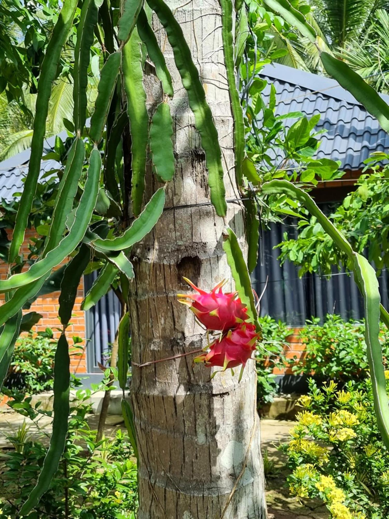 Homestay Nam Hàm Luông Ben Tre Esterno foto